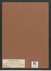 Synedra affinis var. curta Grun. (de-Toni-Nr.: Genus 66, Species 2607) Zeichnungen Sammlung Grunow Mappe 02827 (Herbarium_W_Grunow_drawings_Folder_02827)